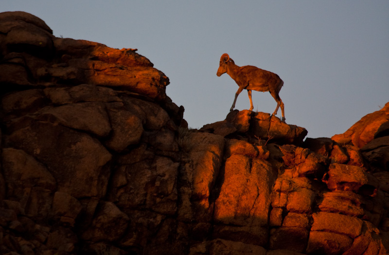 Argali At Sunset